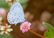 spring azure butterfly