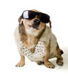 dog and fur