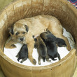 female dog with puppies (Border Terrier)