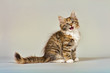 Katzen-Sibirisch-4051tav