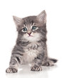 Little kitten