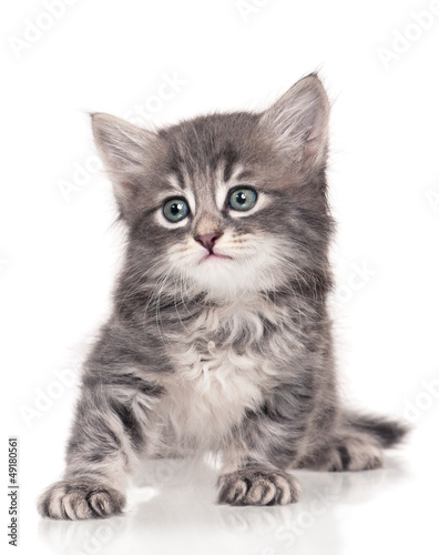Photo: Little kitten Little kitten