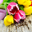 Tulpen 2