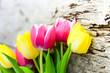 Tulpen 1