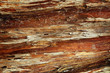 Baum Baumrinde Textur