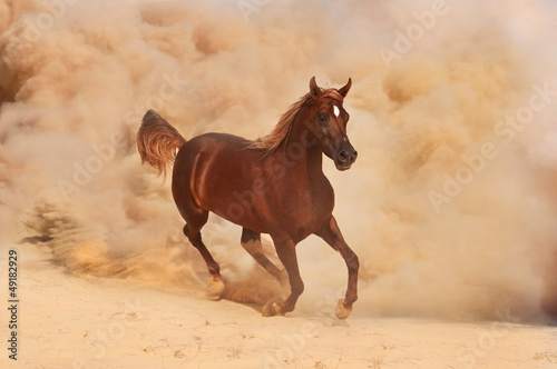 Photo: Arabian horse running out of the Desert Storm Arabian horse running out of the Desert Storm