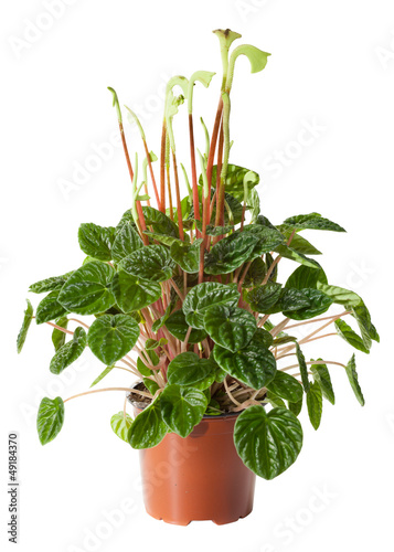 Photo: Blossoming plant of peperomia in flowerpot isolated on white. Blossoming plant of peperomia in flowerpot isolated on white.