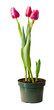 Blossoming plant of tulip in flowerpot isolated on white.