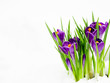 Crocus flowers in snow