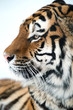Siberian Tiger Close Up