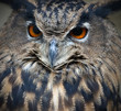 Foto: owl owl