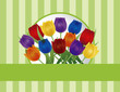 Vektor: Colorful Tulips Greeting Card Illustration Colorful Tulips Greeting Card Illustration