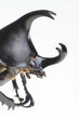 Rhinoceros beetle horizontal