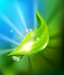 vector abstract background of green leaf and a drop of dew
