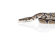 Royal Python