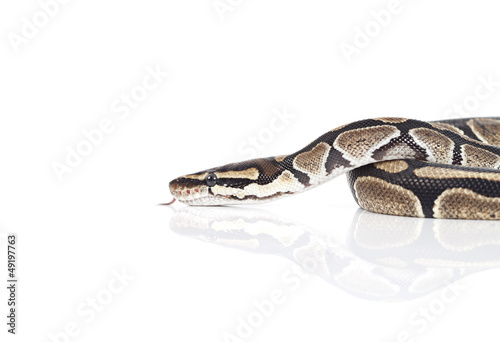 Photo: Royal Python Royal Python