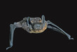 Small bat 9