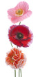 Poppy