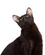 Orientalisch Kurzhaar Kater isoliert
