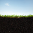 grass and soil