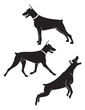 doberman