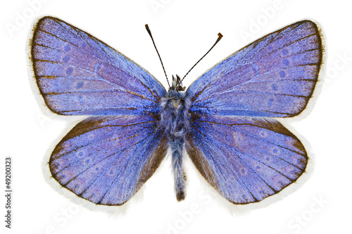 Photo: Polyommatus dorylas Polyommatus dorylas