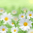 Beautiful ox-eye daisy