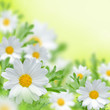 Field of beautiful camomile