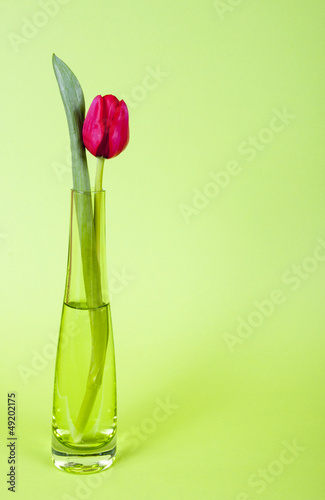 Photo: Rote Tulpe in der Vase Rote Tulpe in der Vase