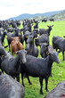 Rebaño de cabras, producción de leche