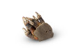 goose barnacles