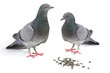gray dove