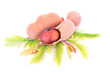 Tamarind