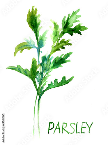 Photo: Parsley, watercolor illustration Parsley, watercolor illustration