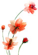 Beautiful flowers