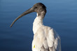 Tagged Australian White Ibis (Threskiornis molucca)