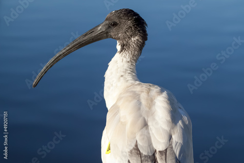 Photo: Tagged Australian White Ibis (Threskiornis molucca) Tagged Australian White Ibis (Threskiornis molucca)