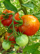Foto: bunch of tomatoes bunch of tomatoes
