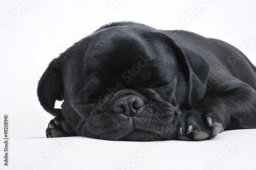 Photo: Mops Mops