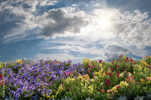 Photo: Summer landscape with flower Summer landscape with flower