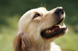 Labrador