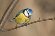 Blaumeise