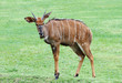 Nyala the african wildlife