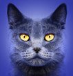 British short hair cat