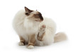Photo: chat Sacré de Birmanie se grattant chat Sacré de Birmanie se grattant