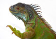 Green Iguana
