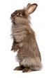 A cute standing chocolate lionhead bunny rabbit