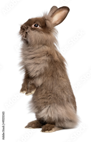 Photo: A cute standing chocolate lionhead bunny rabbit A cute standing chocolate lionhead bunny rabbit