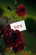 Sex