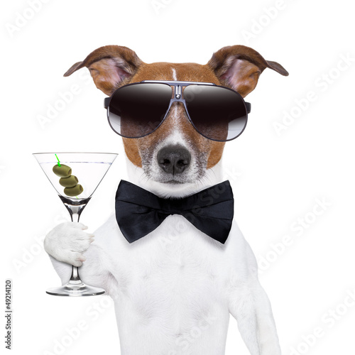 Photo: martini dog martini dog